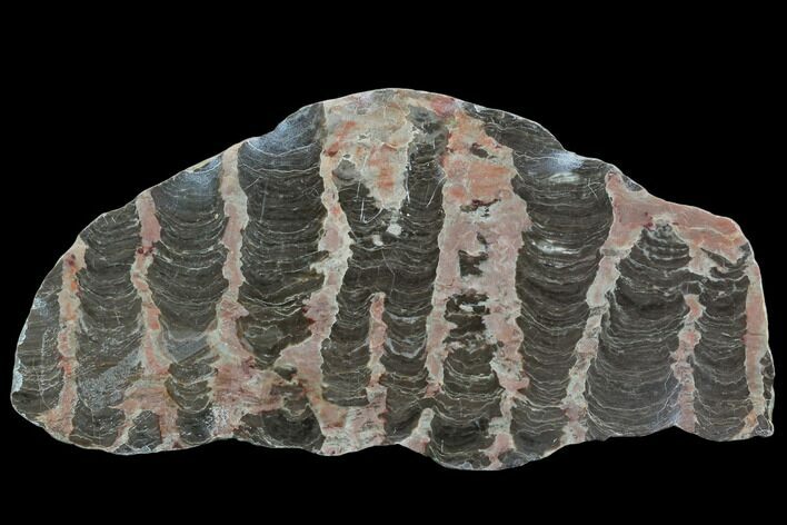 Polished Stromatolite (Inzeria) Slab - Alice Springs, Australia #129170